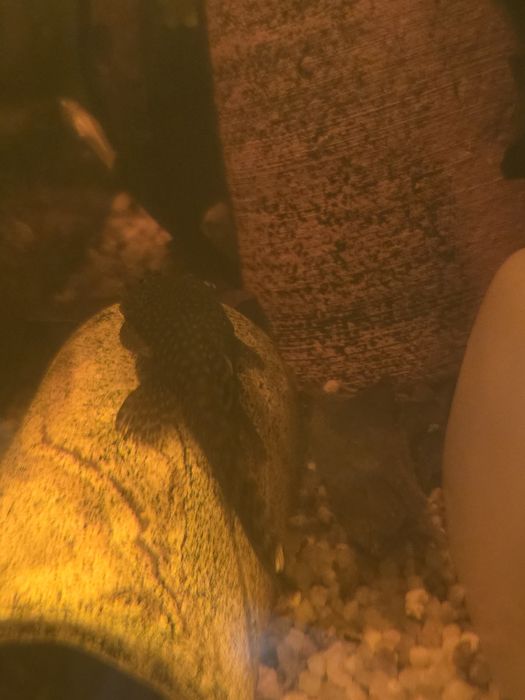 Zbrojnik " glonojad "