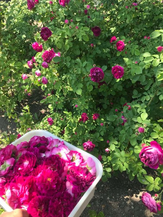 Варення з рози перетерте