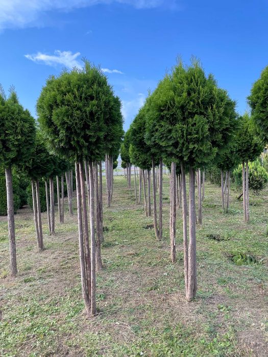 Duże tuje Szmaragd 270cm. Tuje na żywopłot