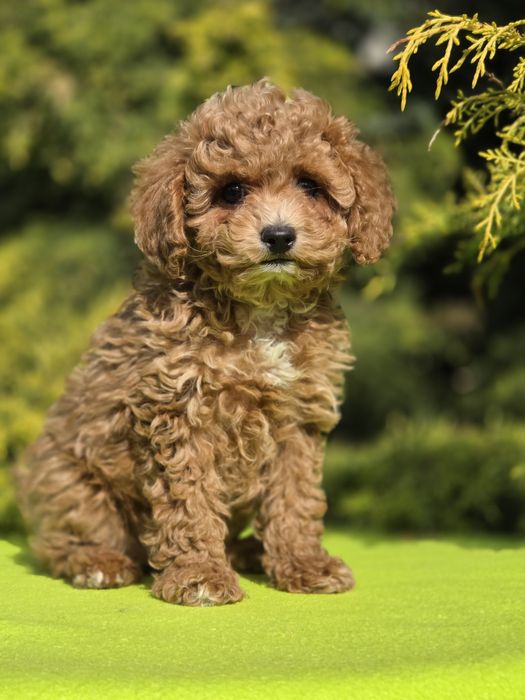 Cavapoo z certyfikatem i paszportem