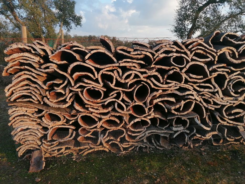 Cortiça na Árvore (Comércio e Extração)