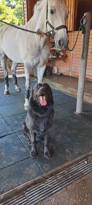 Dá-se cão labrador/castro laboreiro