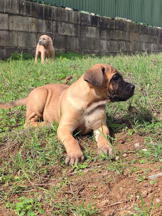 Cane Corso com lop e afixo