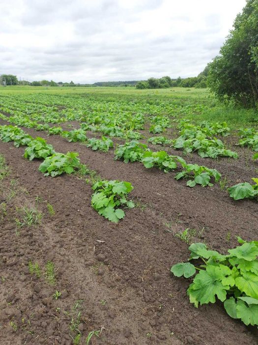 гарбузова кабакова сівалка