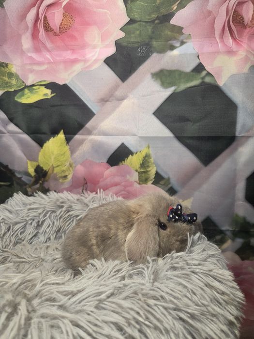 Karzełek Mini Lop  Metryka