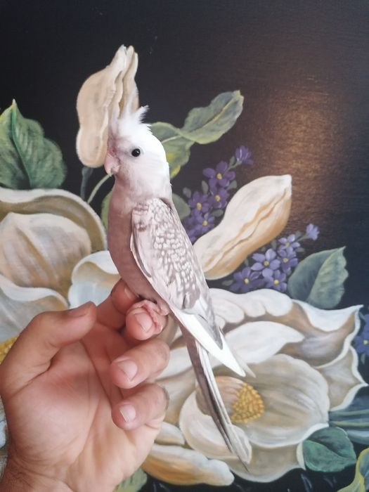 Aves selvagens novas e adultas .