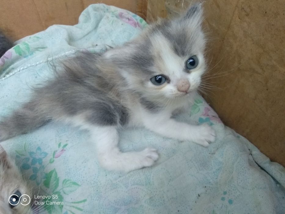 Отдам котят в добрые,хорошие руки.