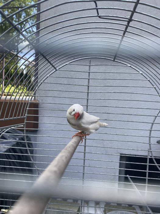 Zeberki młode 2025r