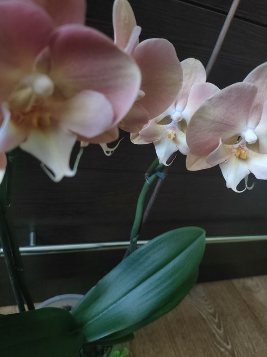 Орхідея, фаленопсіс райдужна.