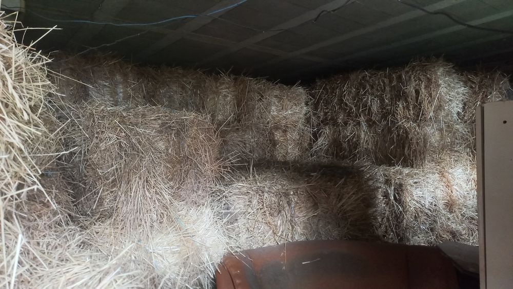 Vende-se palha de azevem deste ano boa qualidade