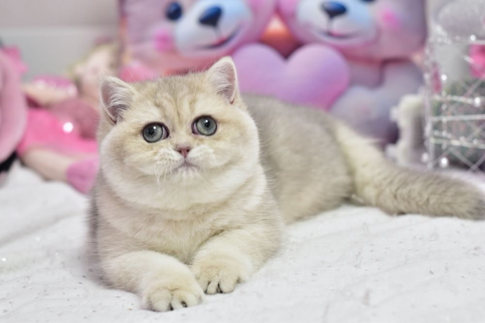 Золотая шиншилла , британский короткошерстный котёнок