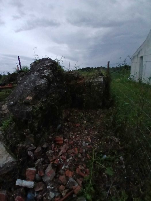 Terreno com olival  tradicional  14000 m2 e possibilidade de construção de  moradia com 140 m2