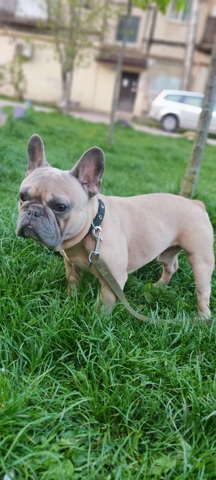 Французький бульдог на в'язку