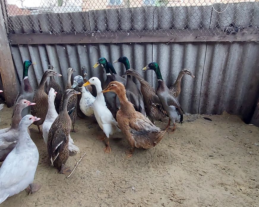 Продам Качки Бігунки