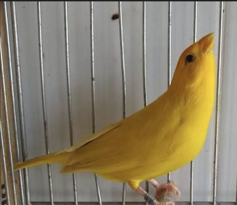 Canário amarelo intenso