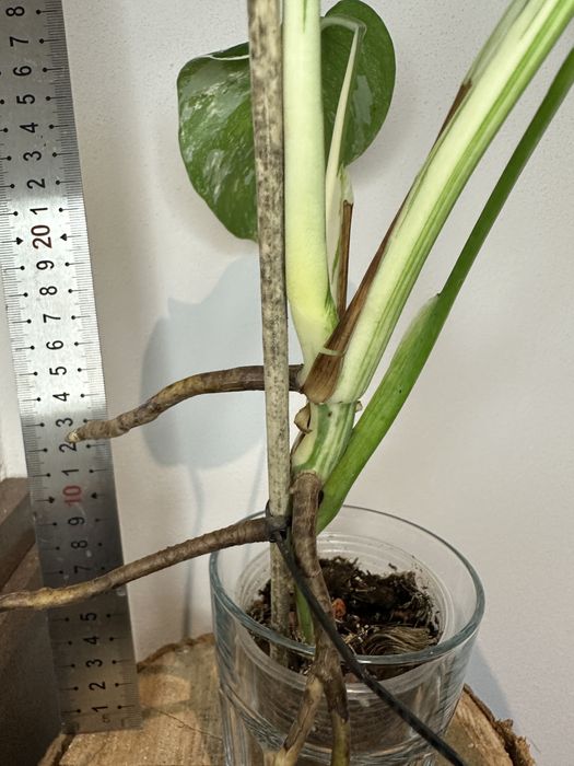 Монстера Monsters deliciosa 'Albo Variegata