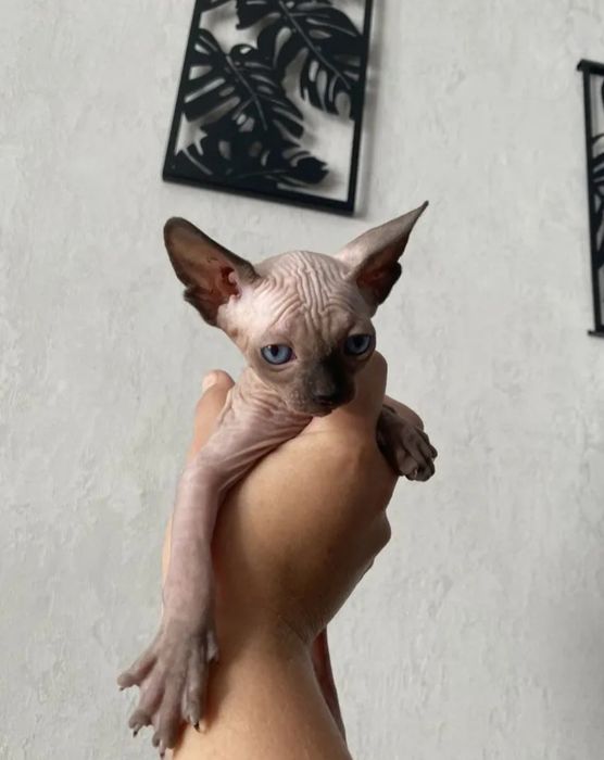 Канадские сфинксята