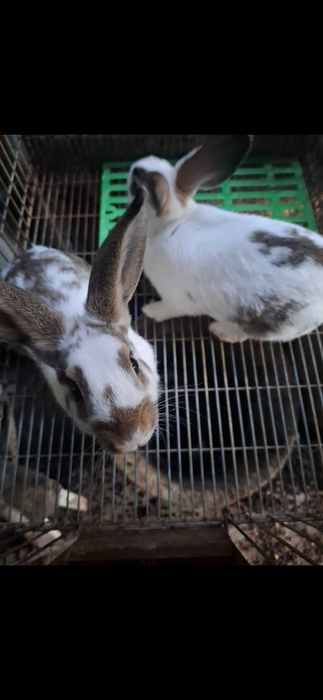 Coelhos caseiros