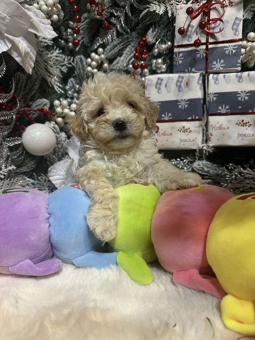 Хлопчик мальтипу,стандарт