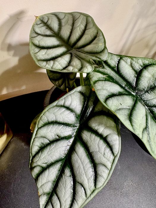 Alokazja silver dragon