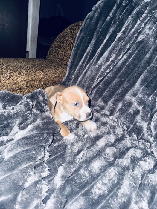 Чистокровные щенки Стаффы