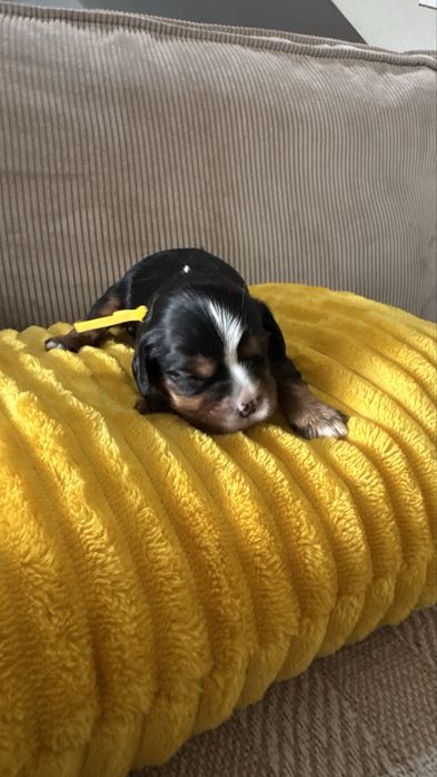 Suczka cavalier king charles spaniel black&tan