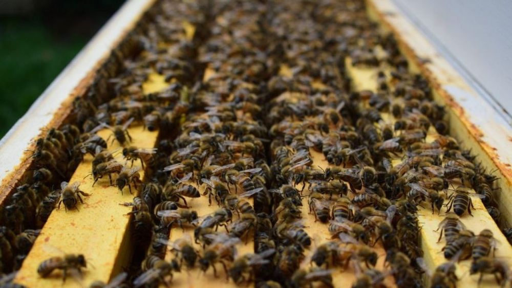 Продам бджолопакети