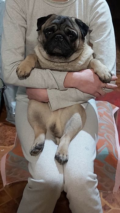 Щенок мопса , девочки