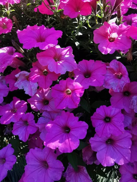 Surfinia - MEGA KOLEKCJA-180 nasion - 6 opakowań