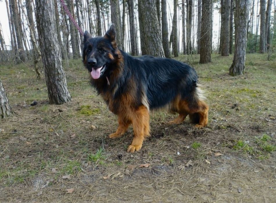 Owczarek Niemiecki Długowłosy -szczeniak.