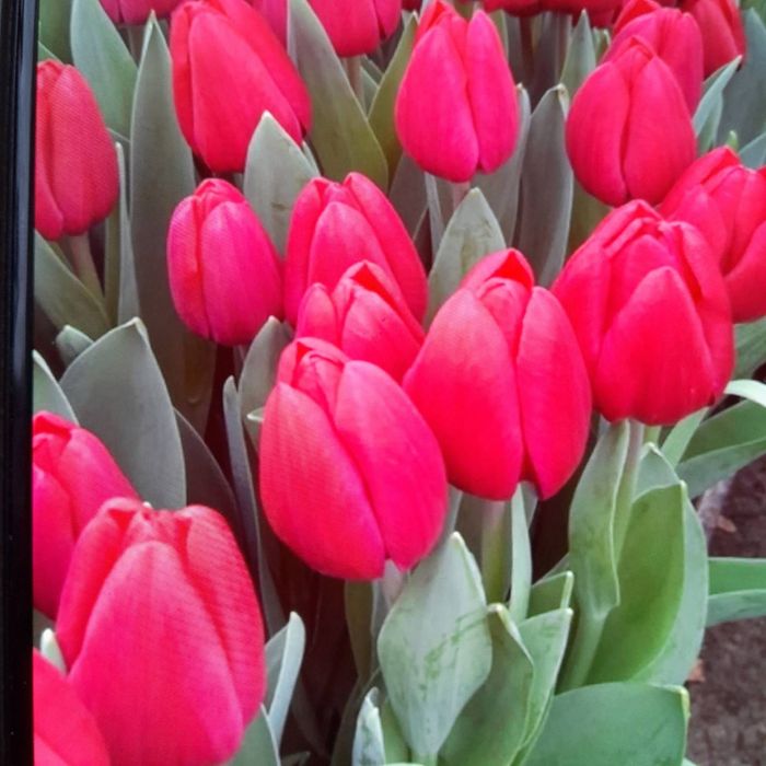 Нарциссы , тюльпаны