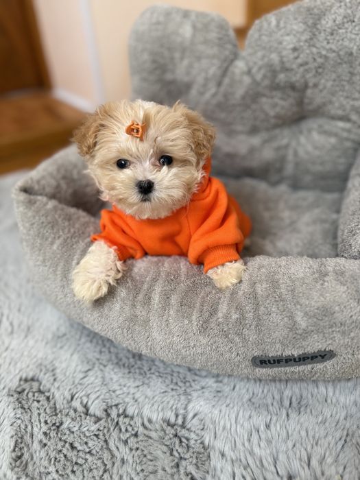 Бебі фейс мальтіпушки