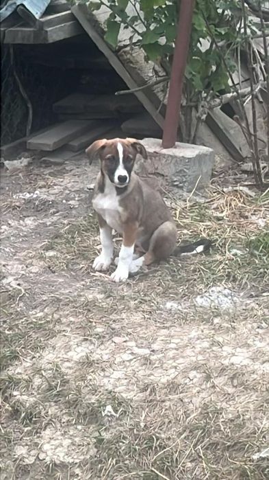 Собачки дворняшки (хлопчики і дівчата) Віддам в добрі руки ) Вибирайте