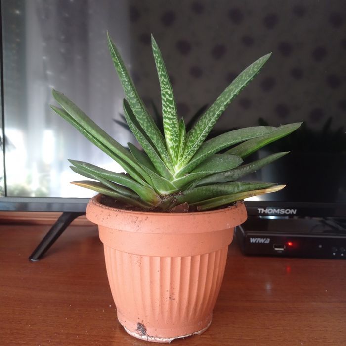 GASTERIA PILANSII kwiat doniczkowy