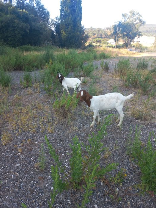 Vendo casal cabritos Boer.  4 cabras e um chibo também Boer xcelente gen ética  com idade 5meses