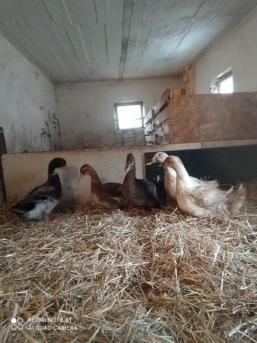 Sprzedam kaczki staropolskie i pekin