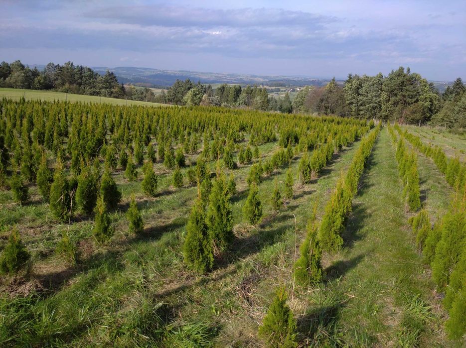 Tuja szmaragd 60 - 200 cm Wyprzedaż