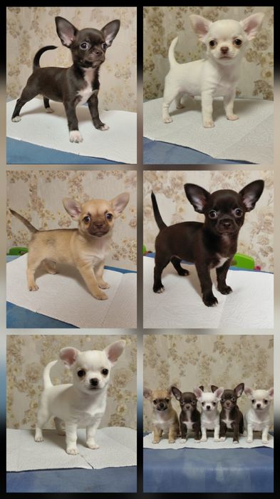 Кмітливі малюки чихуахуа