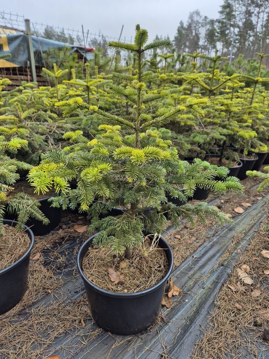 Jodła Kaukaska 50-70cm w 20l doniczce