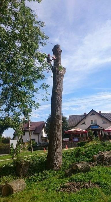 Wycinka drzew,krzewów,przycinanie.TANIO!!!