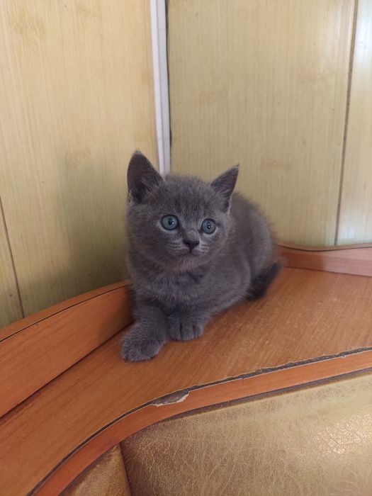 Шотландський котик.