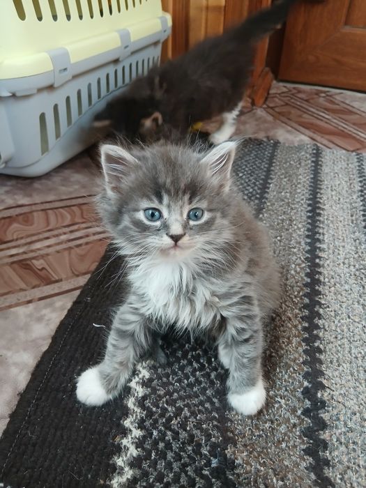 Віддам кицю у добрі руки.