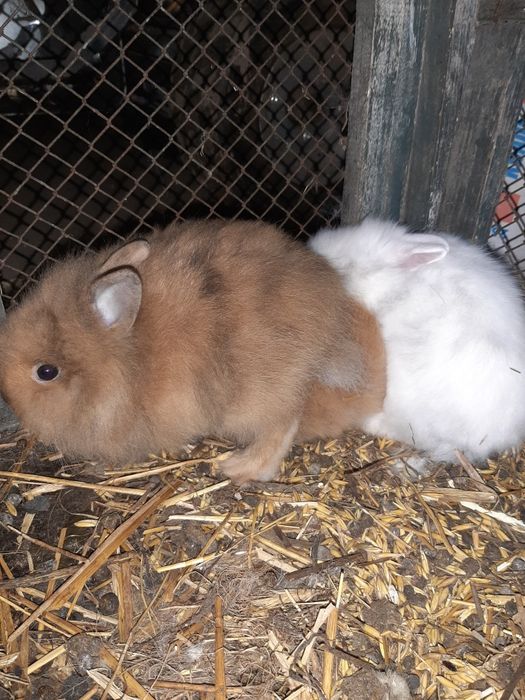 Króliki Lwie GŁOWY miniaturki