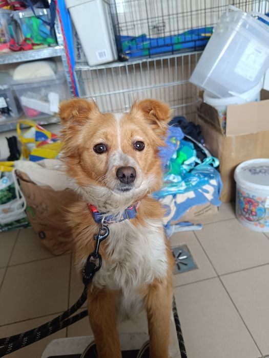 Słodka Foxa do pilnej adopcji!