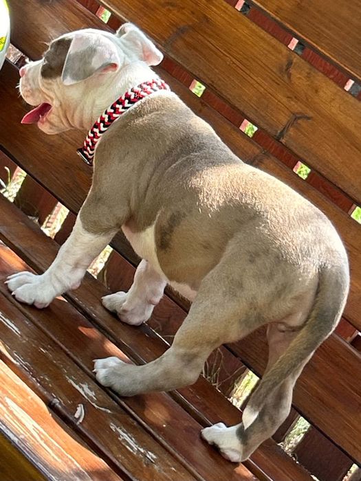 American Staffordshire Terrier