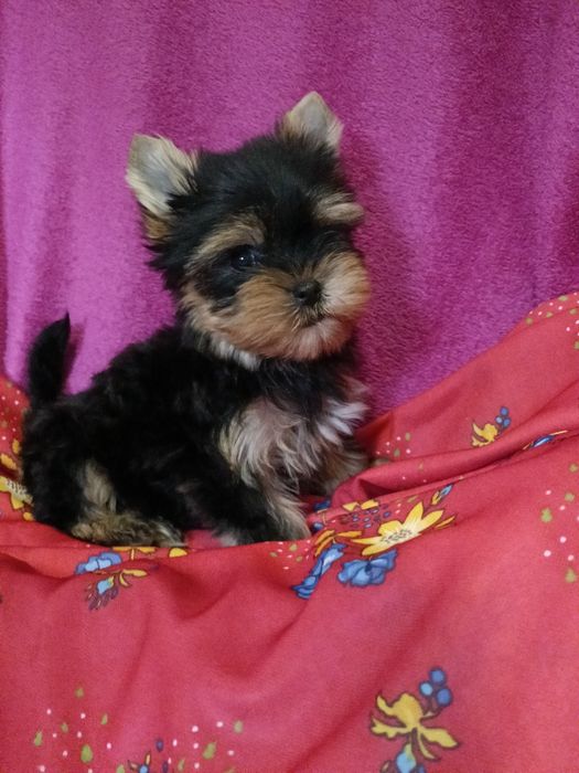 Йорочка гарнюня дівчинка