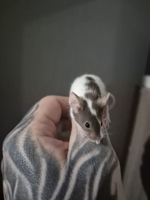 Myszy myszki duża ilość