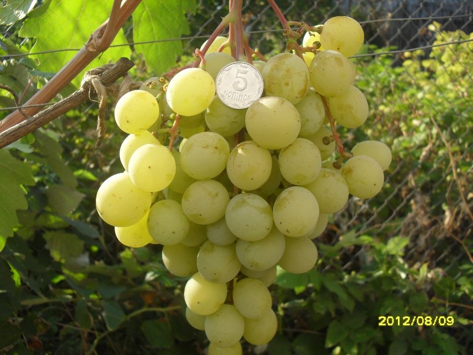 Саджанці і лоза винограду, Саженцы винограда.