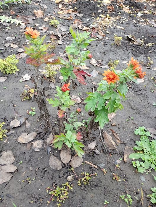 Хризантема (з власної ділянки)