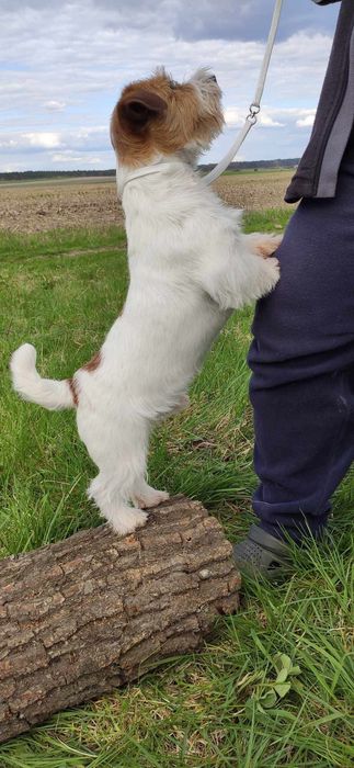 Хлопчик ДРТ для в'язки